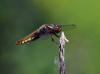 Libellula depressa